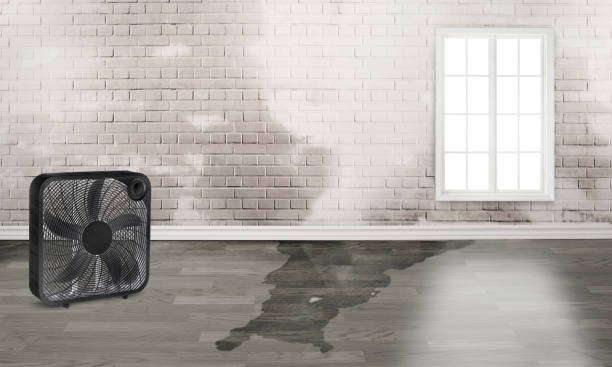 Best Water damage mitigation services  in Lake Hiawatha, NJ